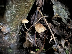 Entoloma aromaticum