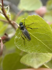 Bibio xanthopus