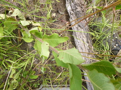 Silphium asteriscus simpsonii