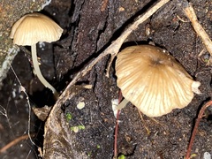 Entoloma aromaticum