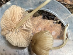 Entoloma aromaticum