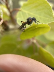Bibio xanthopus