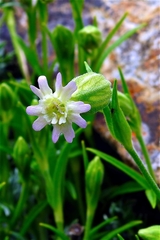 Silene ohwii