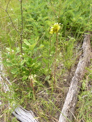 Silphium asteriscus simpsonii