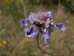 Divales bipustulatus