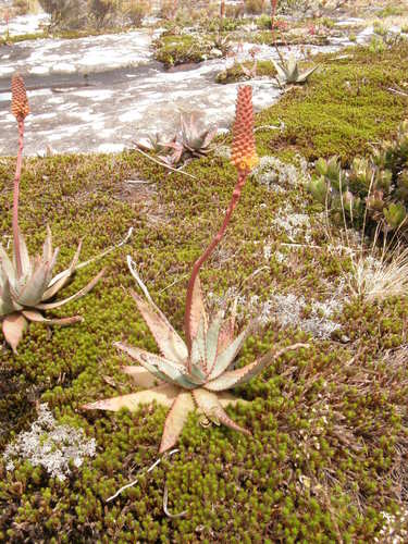 Aloe conifera image