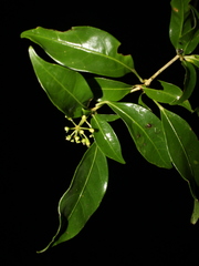 Dendropanax