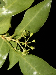 Dendropanax