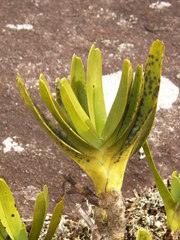 Angraecum sororium image