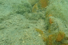 Coryphopterus glaucofraenum