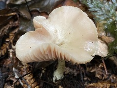 Entoloma peralbidum