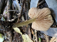 Entoloma peralbidum