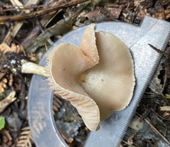 Entoloma peralbidum
