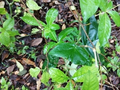 Passiflora sexocellata