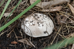 Fungi
