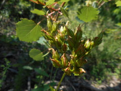 Hypericum montanum