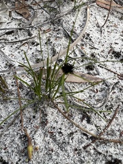 Schoenus curvifolius