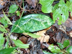 Passiflora sexocellata
