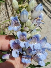 Penstemon angustifolius