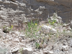 Penstemon angustifolius