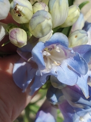Penstemon angustifolius