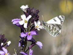 Euchloe eversi