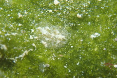 Vallicula multiformis