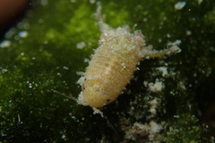 Paracerceis caudata
