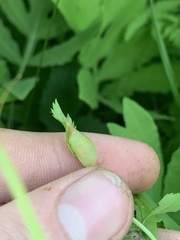 Dasineura salicifoliae