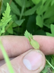 Dasineura salicifoliae