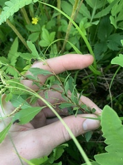 Dasineura salicifoliae