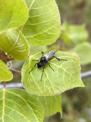 Bibio xanthopus