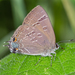 Hickory Hairstreak - Photo (c) bob15noble, some rights reserved (CC BY-NC), uploaded by bob15noble