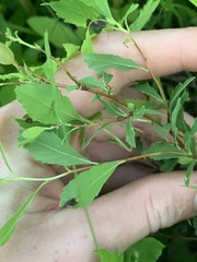 Dasineura salicifoliae
