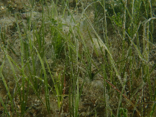 Halodule bermudensis