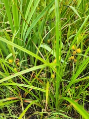 Lysimachia