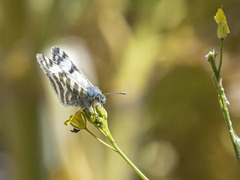Euchloe eversi