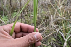 Calamagrostis viridiflavescens