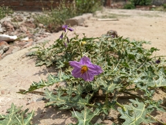 Solanum virginianum