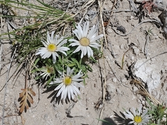 Townsendia grandiflora
