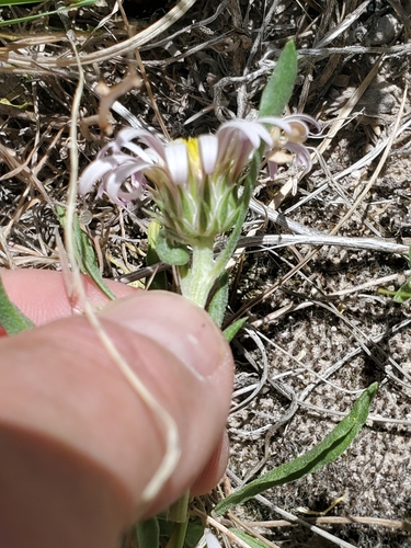 Image of Townsendia grandiflora by no rights reserved