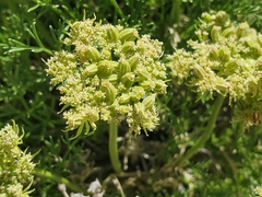 Musineon tenuifolium