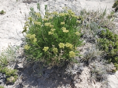 Musineon tenuifolium