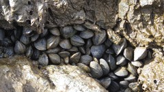 Mytilus platensis