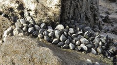 Mytilus platensis