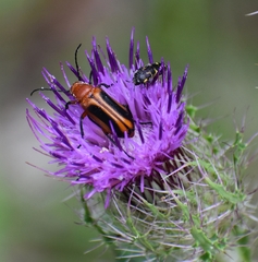 Nemognatha piazata