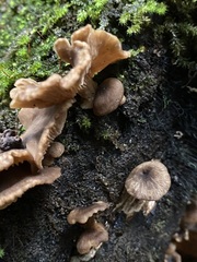 Rhizocybe