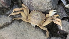 Cyrtograpsus angulatus