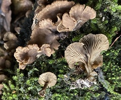 Rhizocybe