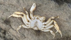 Cyrtograpsus angulatus